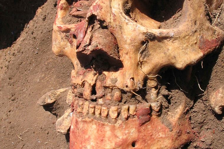 A Bronze Age skull from the Yamnaya culture, which carried the early strains of plague.