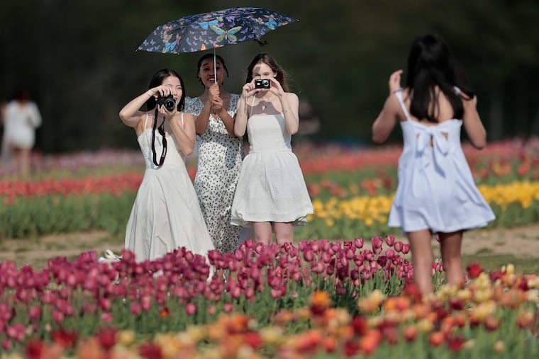 Serina Zhang, (left) Alexis Russell (holding umbrella) and Ava Eller photograph Alyssa Gallamoza among the tulips during the Tri State Tulip Festival at Dalton Farms in Swedesboro, N.J. The ladies have been friends since middle school in Bel Air, Maryland and drove to the tulip festival to celebrate their college graduations.