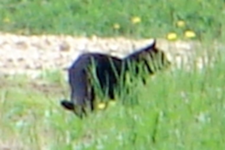 Zoe Paraskevas caught this image of the feline in an open field near her home. Officials have found no evidence of a panther.