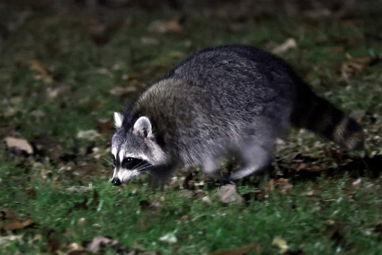 A raccoon wanders around the backyard of a home in Washington Township, Gloucester County, on Wednesday, November 30, 2022. Gloucester County officials posted an alert on social media recently advising caution after a report of a rabid raccoon who attacked a Glassboro man.