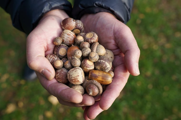 Bill Cullina, executive director of Morris Arboretum, holds acorns at the arboretum.