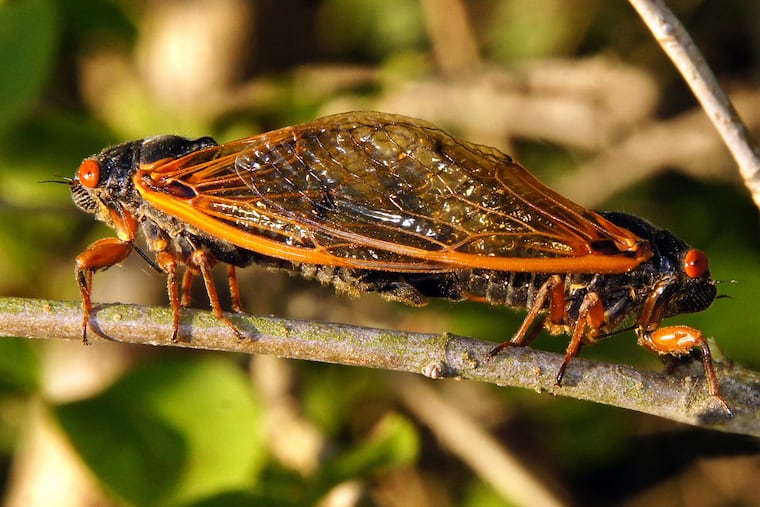 Cicadas mating.