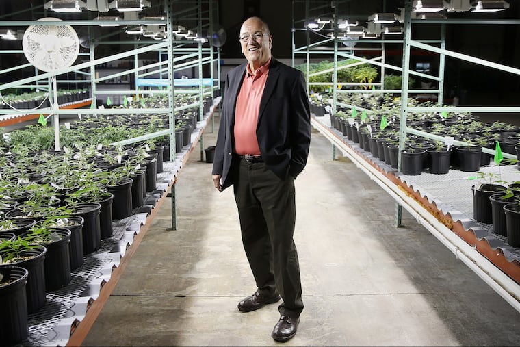 Compassionate Care Foundation board chairman David Knowlton stands for a portrait among marijuana plants in the vegetative stage of growth at the Egg Harbor Township, N.J. dispensary and cultivation site on June 6, 2018. The foundation hopes to open additional dispensaries in South Jersey and also plans to convert a former greenhouse in Sewell, N.J., into another cultivation facility.
