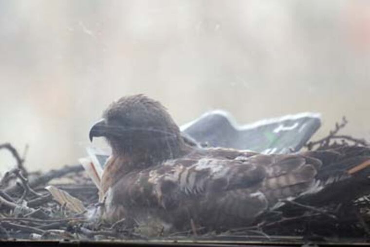 A redtailed hawk nests outside the third-floor window of the Franklin Institute. (Ron Tarver / Staff Photographer)