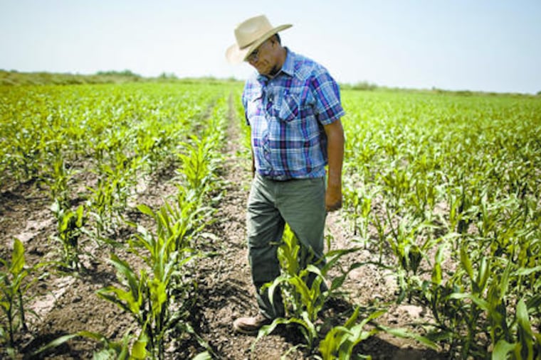 Agronomist Tiburcio Olia, 62, walks in a cornfield near Ciudad Obregon in northern Mexico.