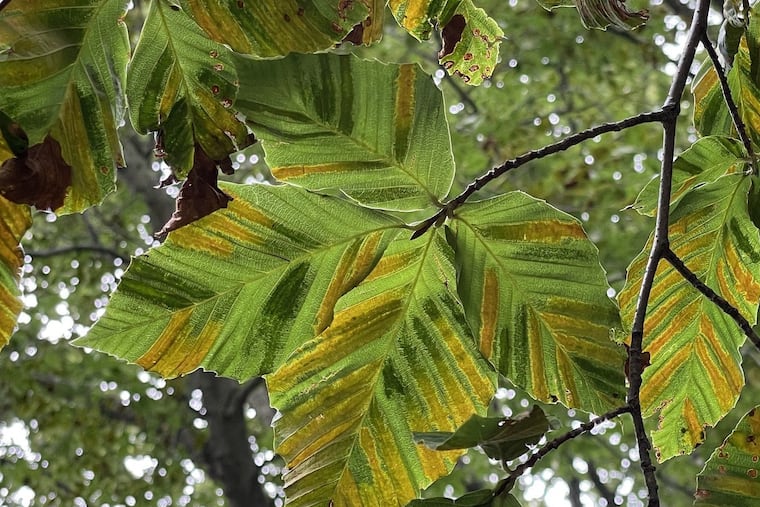 An example of how beech leaf disease (BLD) attacks leaves.
