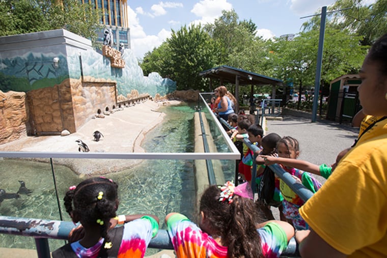 Penguins entertain visitors to the Adventure Aquarium's Penguin Island Thursday July 17, 2014. ( ED HILLE / Staff Photographer )