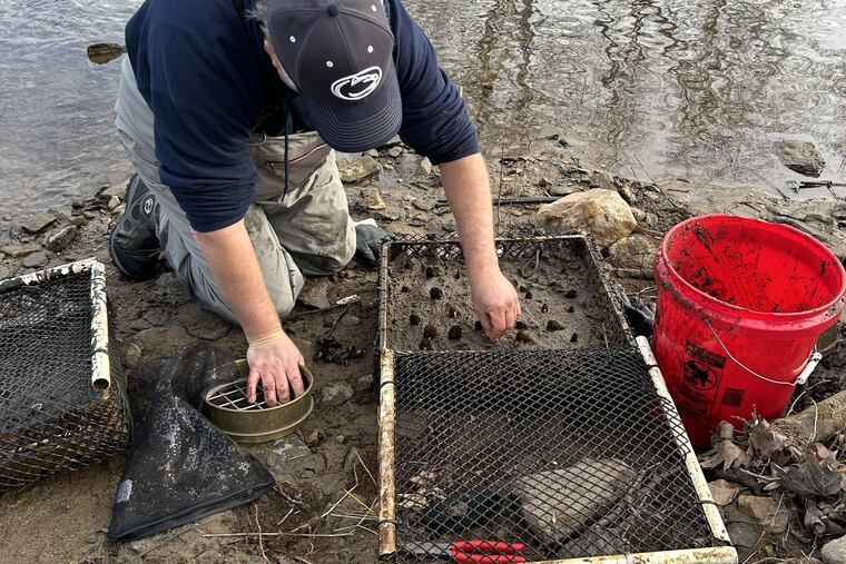 Lance Butler sets up a mussel cage with two species in the Schuylkill.