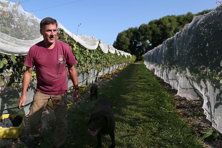 Larry Coia works in his Atlantic County vineyard, Coia Vineyards, on a harvest day in late September.