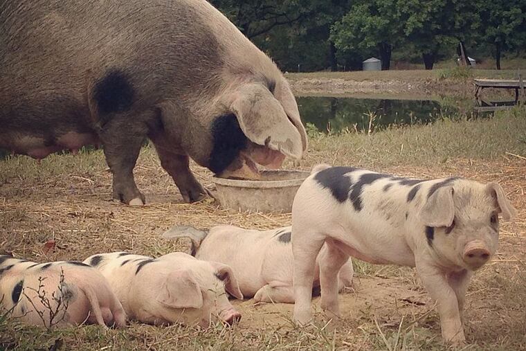 A litter of Gloucestershire Old Spot piglets enjoy some fresh air at Whistle Pig Hollow Farm.