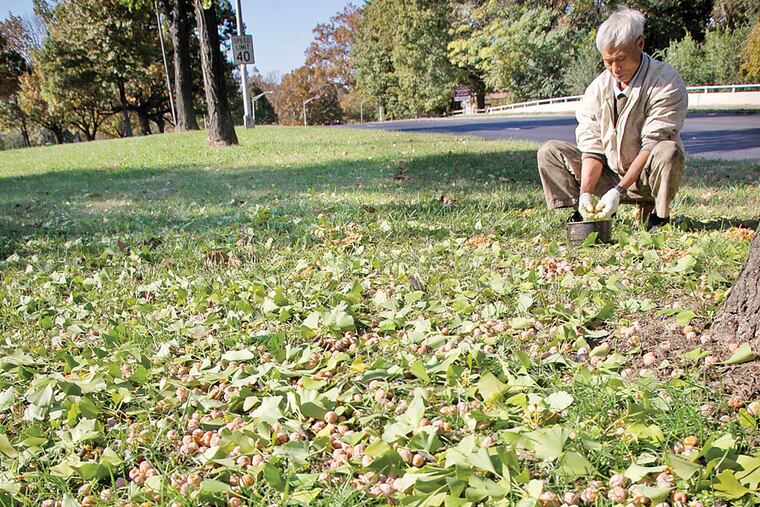 An unidentified Asian man collects gingko along the grassy area of Roosevelt Boulevard near Adams Avenue on Thursday, October 30, 2014. ( ALEJANDRO A. ALVAREZ / STAFF PHOTOGRAPHER )