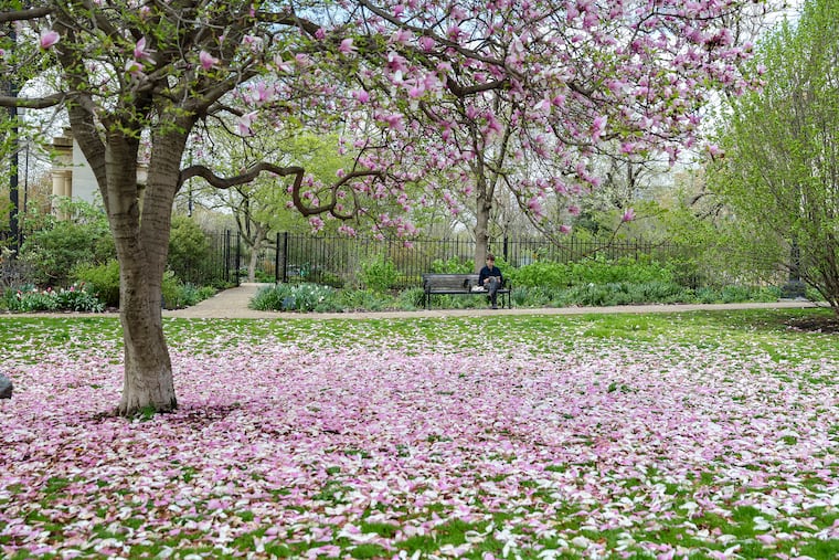 Blossoms litter the ground outside of the Rodin Museum on the Parkway Philadelphia in mid-April. Blooms and blossoms appeared in a hurry this season, and so has the leaf-out of trees in a month with wild temperature swings.