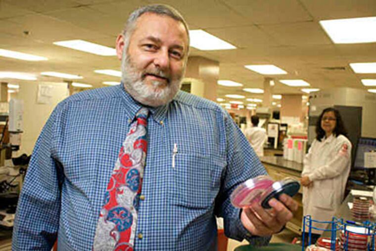 Thomas Fekete, Temple's chief of infectious diseases, with bacteria cultures. Many doctors think putting antibiotics in animal feed speeds up the process by which disease-causing microbes become resistant to these drugs. (Ed Hille / Staff)