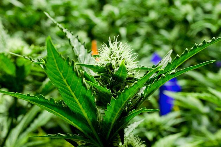 Medical marijuana grows at Compassionate Care Foundation, Egg Harbor Township, April 28, 2014. ( DAVID M WARREN / Staff Photographer )
