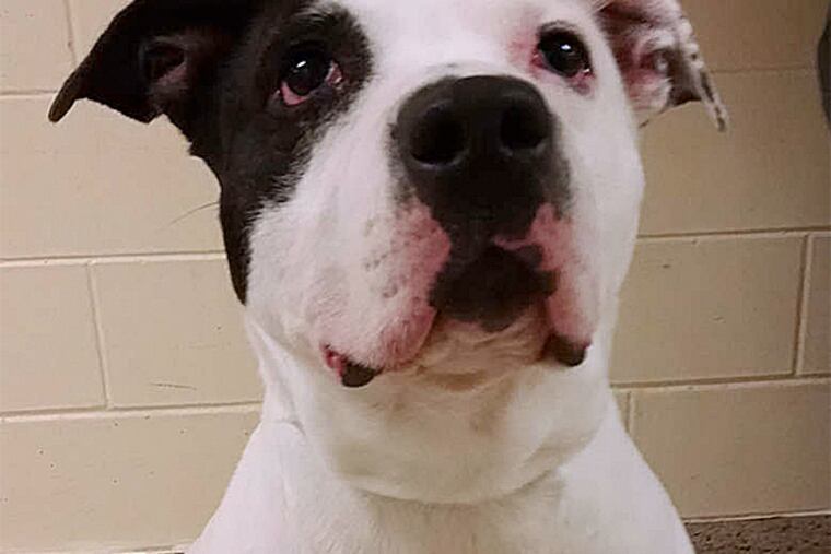 Missy, a 4-year-old pitbull mix, would be a perfect fit for someone with an active lifestyle.