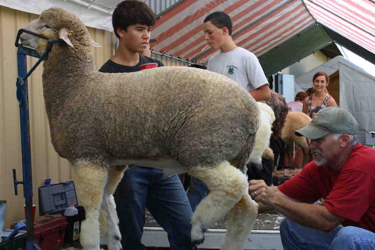 Wes Marquis, 14, of Danboro, watches his father, Dennis, help groom Wes' 6-month-old Corriedale sheep on the opening day of the Middletown Grange Fair.