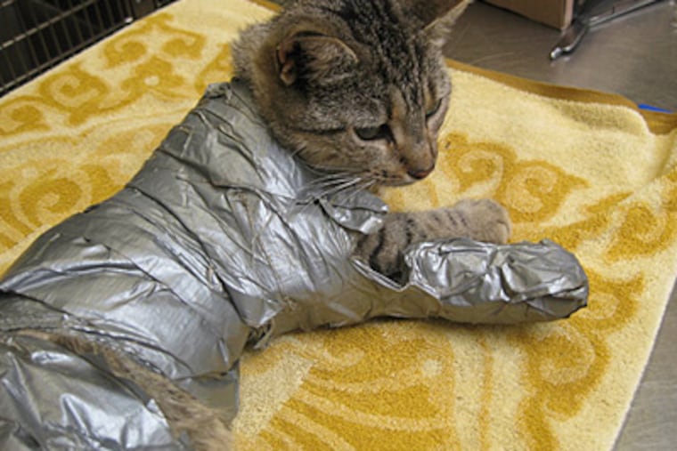"Sticky" the duct-taped cat was found abandoned in North Philadelphia on Sept. 22, 2009.