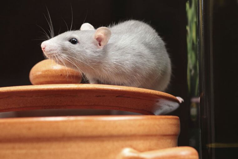 Humans can become infected with Seoul virus after coming contact with infected rat urine, droppings or saliva