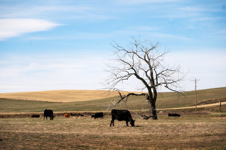 Cattle graze in a field in Montana’s Fergus County in 2022.