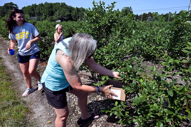 Sandy Trifiletti (front) of Glassboro and her daughter Hope Welch and granddaughter Rosie, 6, of Pitman pick their own blueberries at Mood's Farm in Gloucester County Tuesday, June 30, 2026. The spring crop freeze has meant that Mood's has only a third of its typical blueberries and none of its usual peaches and cherries.