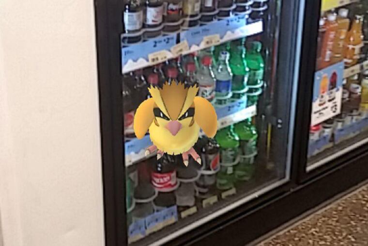 Pidgey in a Wawa cooler