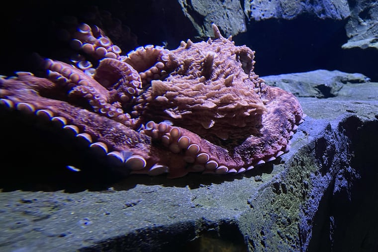 Charlie, the giant Pacific octopus, inside its new home at Camden's Adventure Aquarium.