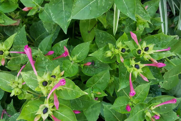 Four o’clocks are among the most prolific flowers