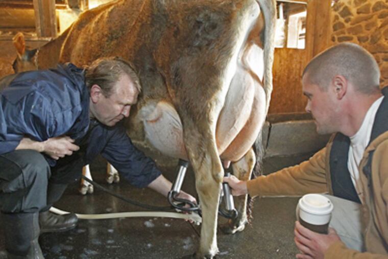 Mike Tierney (right) helps one of his workers put milk-suction tubes on a cow at Birchwood Farms in Bucks County. (Akira Suwa / Staff Photographer)