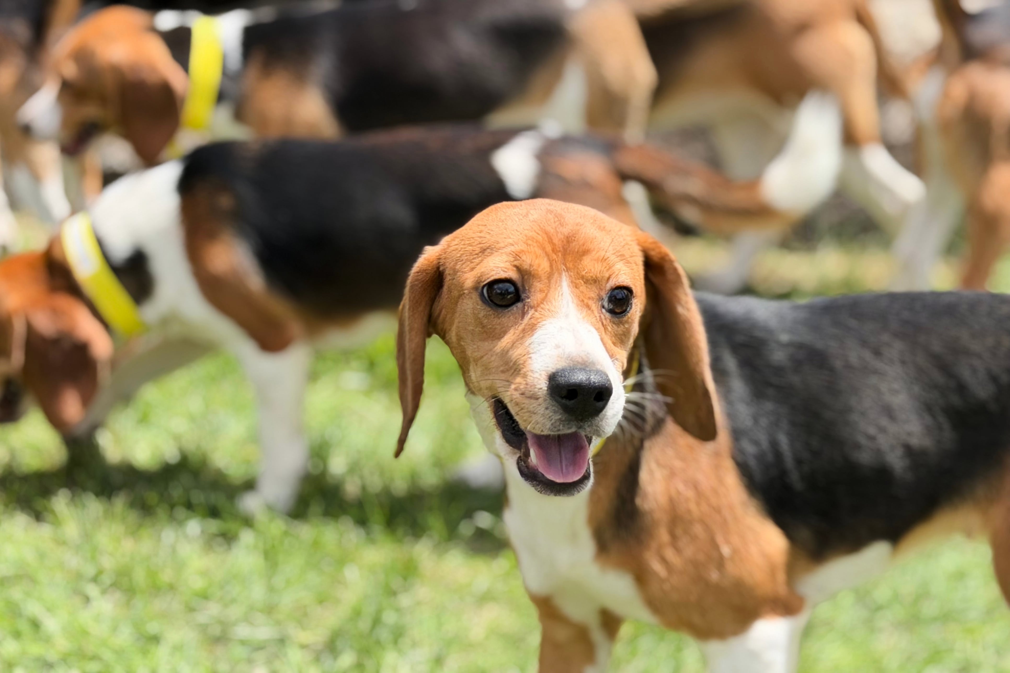 Wisconsin beagle research facility that drew protests is closing as rescue group takes in dogs