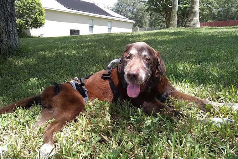 Buddy, who is nearly 16, relaxes in the yard following a treatment for arthritis.