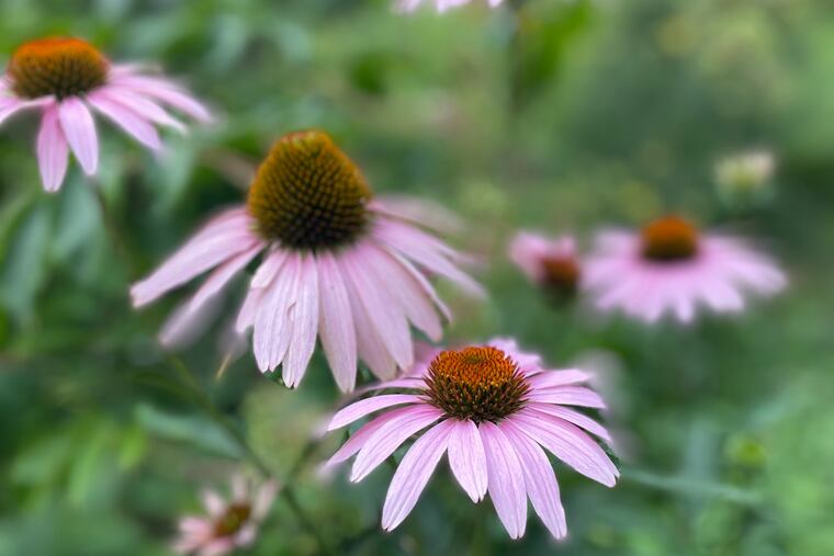 Coneflowers (also known as echinacea) at the Benjamin Rush and The Medicinal Plant Garden adjacent to the Mütter Museum.