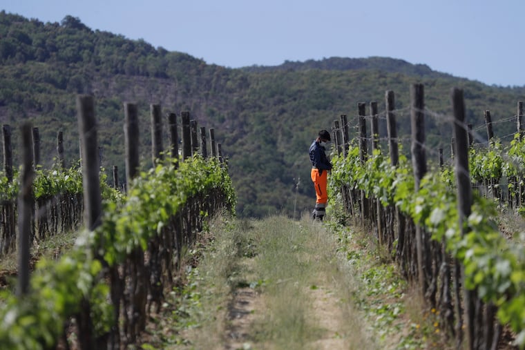 A harvester works on a grapevine at a vineyard in Tuscany.