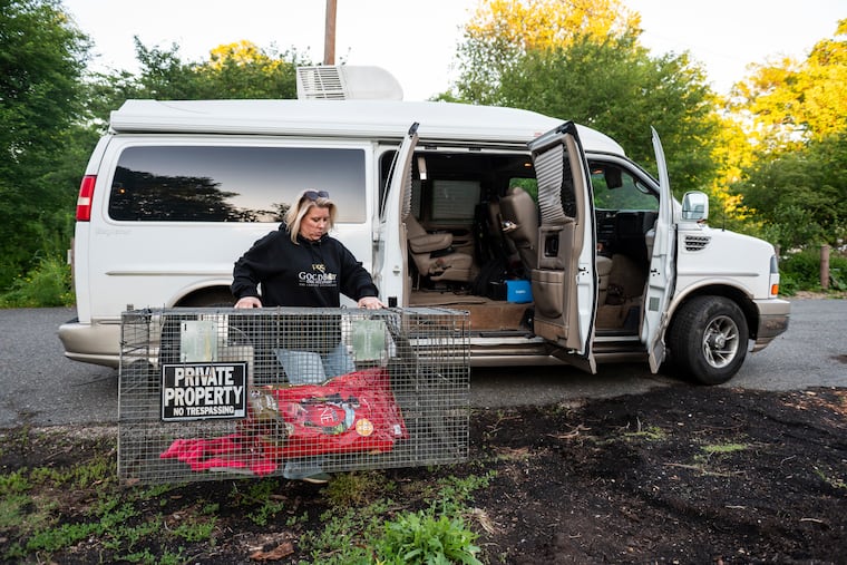 Colleen Bell picks up a dog trap to stow in her van after setting up a different trap by the Woodford Mansion in Fairmount Park. Bell, her brother, and a friend run the nonprofit GoodBoy Dog Recovery.