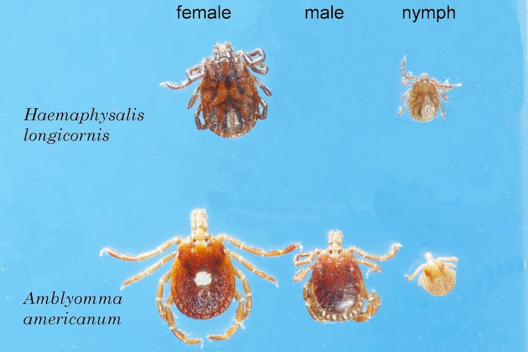 The May 10 "Tick Blitz," led by the Rutgers University–New Brunswick's Rutgers Center for Vector Biology, revealed new information about the distribution of longhorned ticks, lone star ticks and American dog ticks in New Jersey. JAMES OCCI / Rutgers Center for Vector Biology
