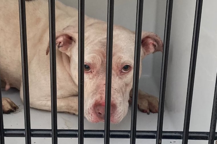 A female pit bull captured by ACCT Philly in West Fairmount Park after a dog attack on Jan. 10. The dog was believed to have been part of a pack that attacked two men on Chamounix Drive.