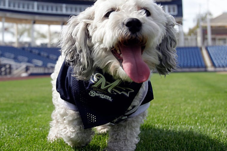Milwaukee Brewers mascot, Hank, during a spring training baseball practice, Sunday, Feb. 22, 2014, in Phoenix, Ariz. The Brewers adopted Hank, named after Hank Aaron, and plan on bringing him back to Milwaukee. (AP Photo/Rick Scuteri)