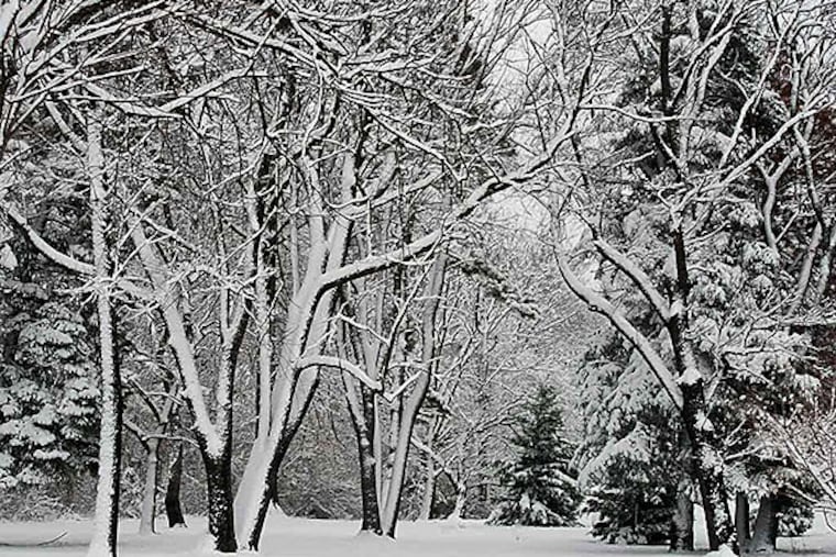 Westward facing trees shows signs of the strength of the snow storm in a wooded area near the Cheltenham Mall on Dec. 10, 2013. (RON TARVER / Staff Photographer )