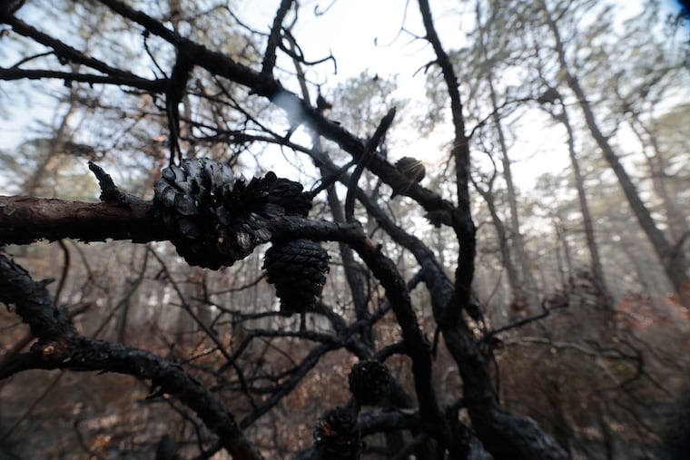 Scorched forest, burned by the Jones Road Wildfire and the backfires set to fight it, adjacent to the Garden State Parkway in Lacey Township, N.J., on April 23, 2025.
