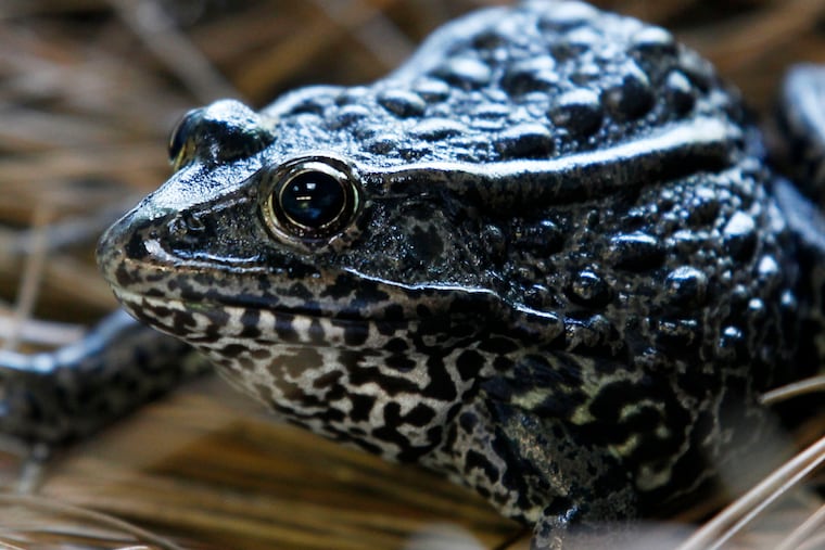 A gopher frog at the Audubon Zoo in New Orleans. The Biden administration is canceling two environmental rollbacks under former President Donald Trump that limited habitat protections for imperiled plants and wildlife. The dusky gopher frog survives in just a few ponds in Mississippi.