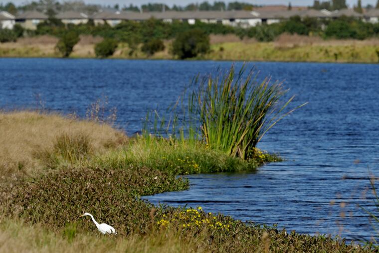 An egret looks for food along Valhalla Pond in Riverview, Fla. The Trump administration was expected to announce completion as soon as Thursday, Jan. 23, 2020, of one of its most momentous environmental rollbacks, removing federal protections for millions of miles of the country’s streams, arroyos and wetlands.