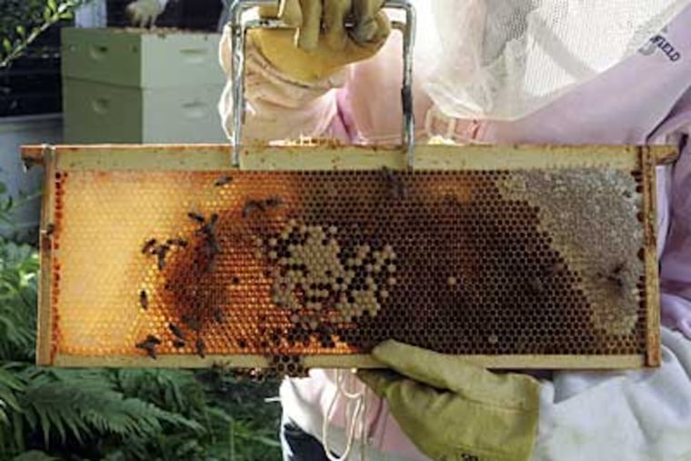 The Uehling sisters keep about 35,000 bees in two hives at their home in Springfield Township, Montgomery County. They say that they’re drawn by the fascinating social life of the colony. Their mother, Allison, makes a point of being around when the girls tend the hives, but Jenny says, "The bees mind their own business." (BONNIE WELLER / Staff Photographer)