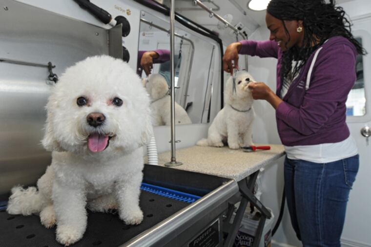 FILE photo shows a pet groomer working on a bichon frise while another one sits quietly, all shampooed and groomed. (CLEM MURRAY/Staff Photographer)