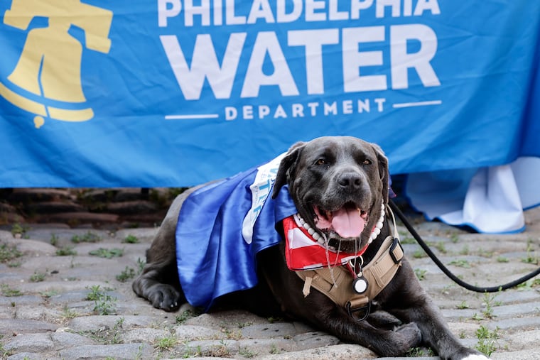 Gracie Girl, lays down at the Philadelphia Brewing Company after being chosen the spokesdog for 2026 during a competition by the Philadelphia Water Department and Partnership for the Delaware Estuary on Sunday.