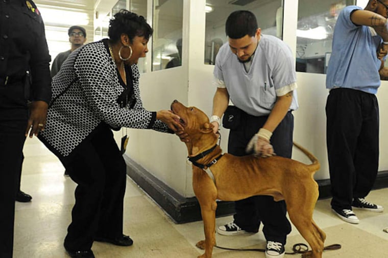 Ike greets Karen Bryant, warden of the alternative and special detention unit, as trainer Kenneth Rivera strokes his coat. The dog had just been bathed. (Ron Tarver/Staff)