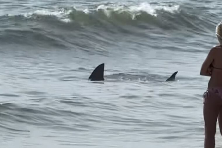 A screen grab of a widely circulated video on Facebook shows the fins of the shark that swam into knee deep water in Cape May Point on Monday, August 5, 2024.