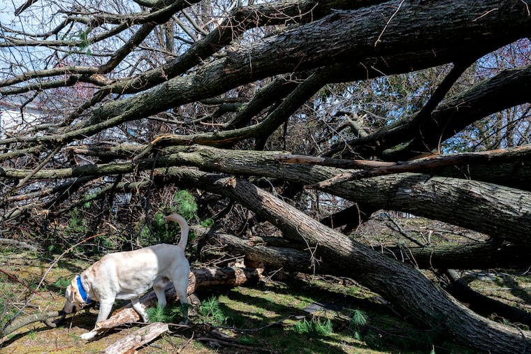 Ranger, a yellow lab, surveys the downed trees in the backyard of his home with Bill Thompson on Wynwood Drive In Cinnaminson after the April 1 tornadoes. The weather service advises that tornado warnings on Twitter might be delayed.