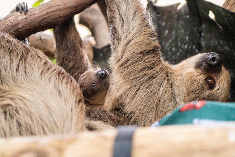 Beanie and her baby hanging upside down together at Norristown's Elmwood Park Zoo. The baby was born on Aug. 26, and is available for the public to see beginning on Oct. 1.