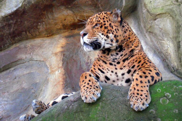 The Elmwood Park Zoo announced the passing of Anasazi, a 19-year-old male jaguar. (Handout)