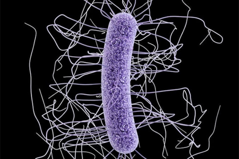 Clostridium difficile infections often occur after treatment with antibiotics.