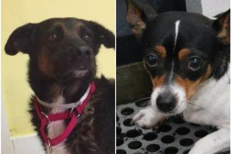 Yogi, left, and Prescious died in the fire that destroyed Bridget Foy’s restaurant.